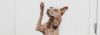 Dog with its hand raised.