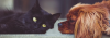 A cat and a dog laying on the ground, the cat is facing the viewer, and the dog is facing the cat.