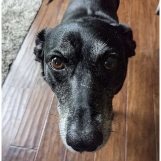 Rosie