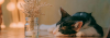A cat sleeping.