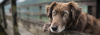 Dog waiting, paws draped over a fence