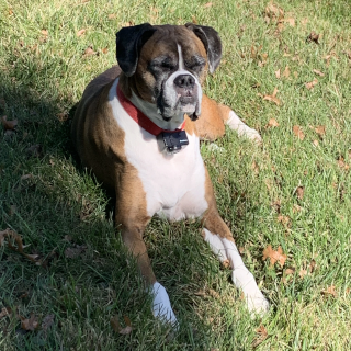 Buddy