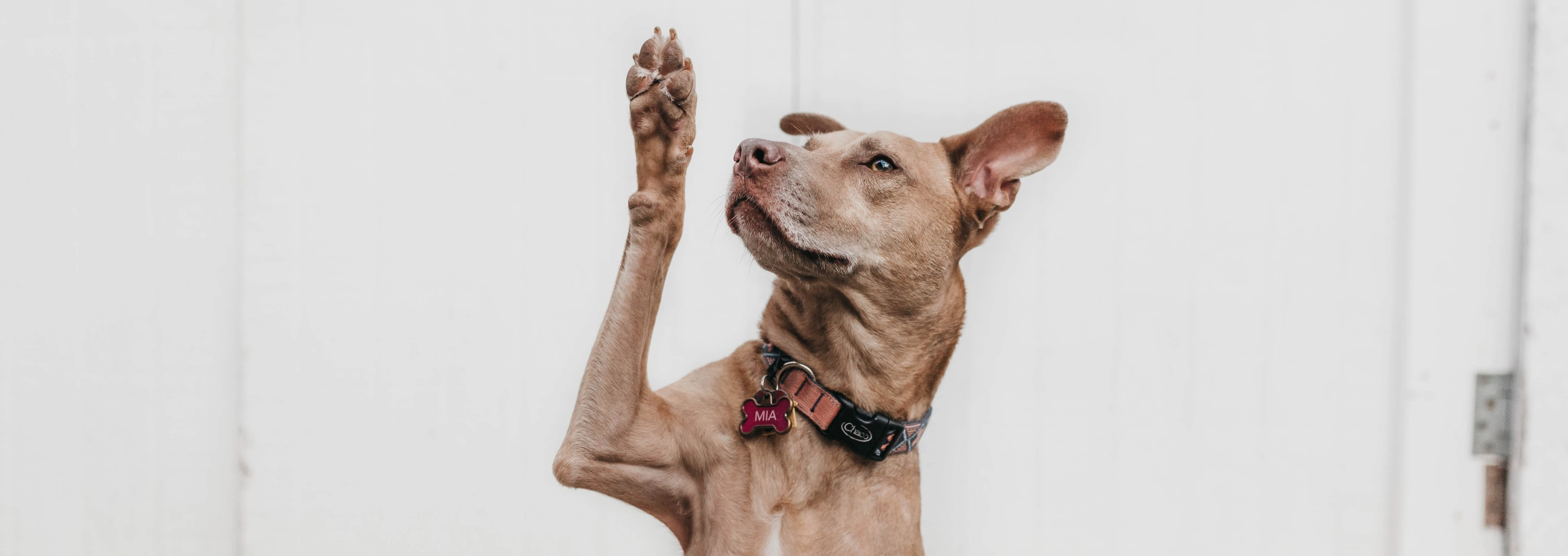 Dog with its hand raised.