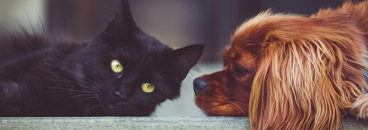 A cat and a dog laying on the ground, the cat is facing the viewer, and the dog is facing the cat.