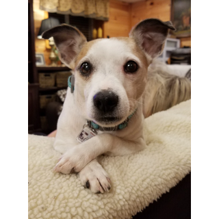 Jack