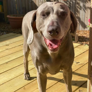 Kiko