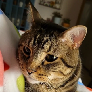 Oliver_2