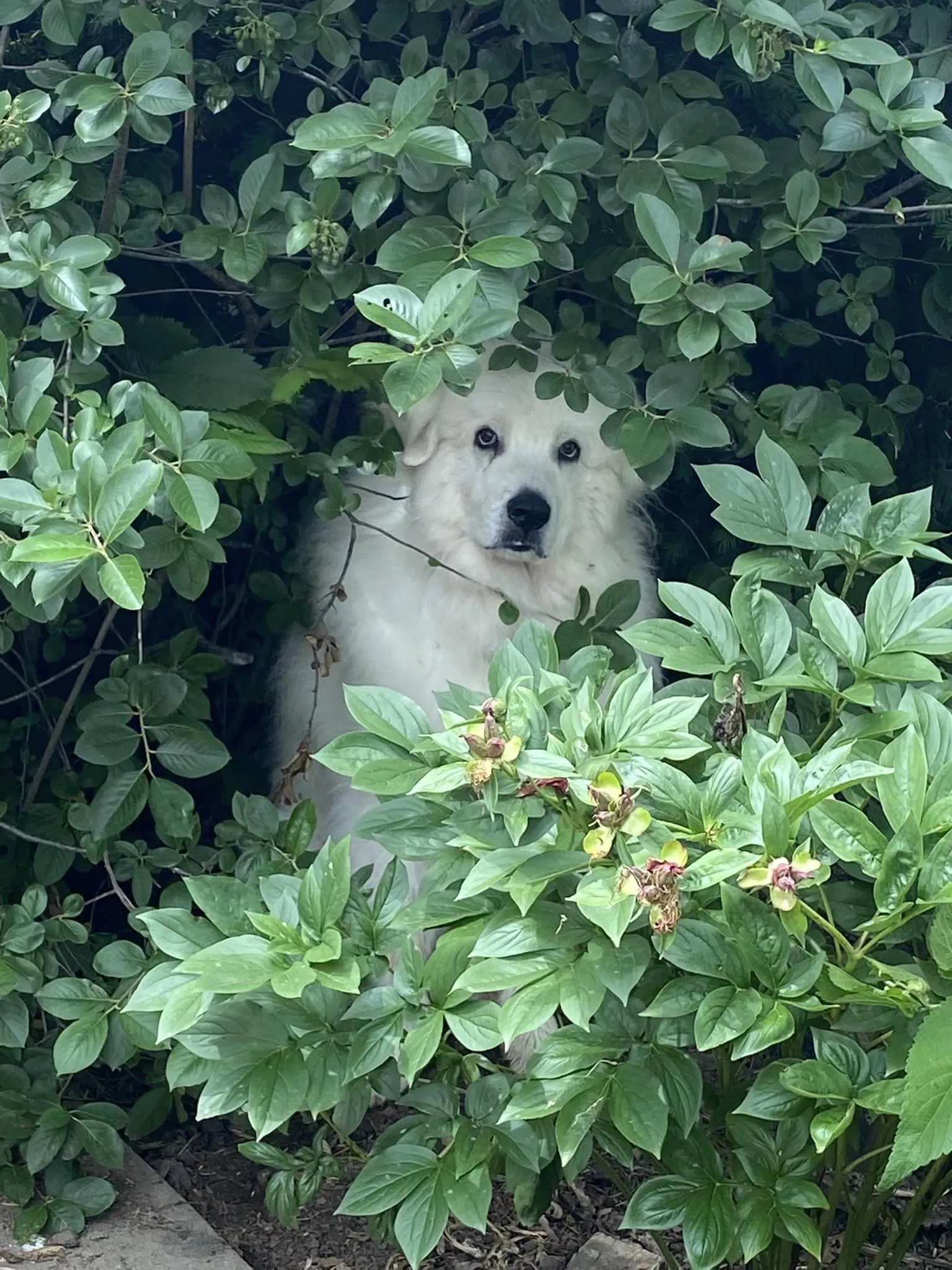 Rollo