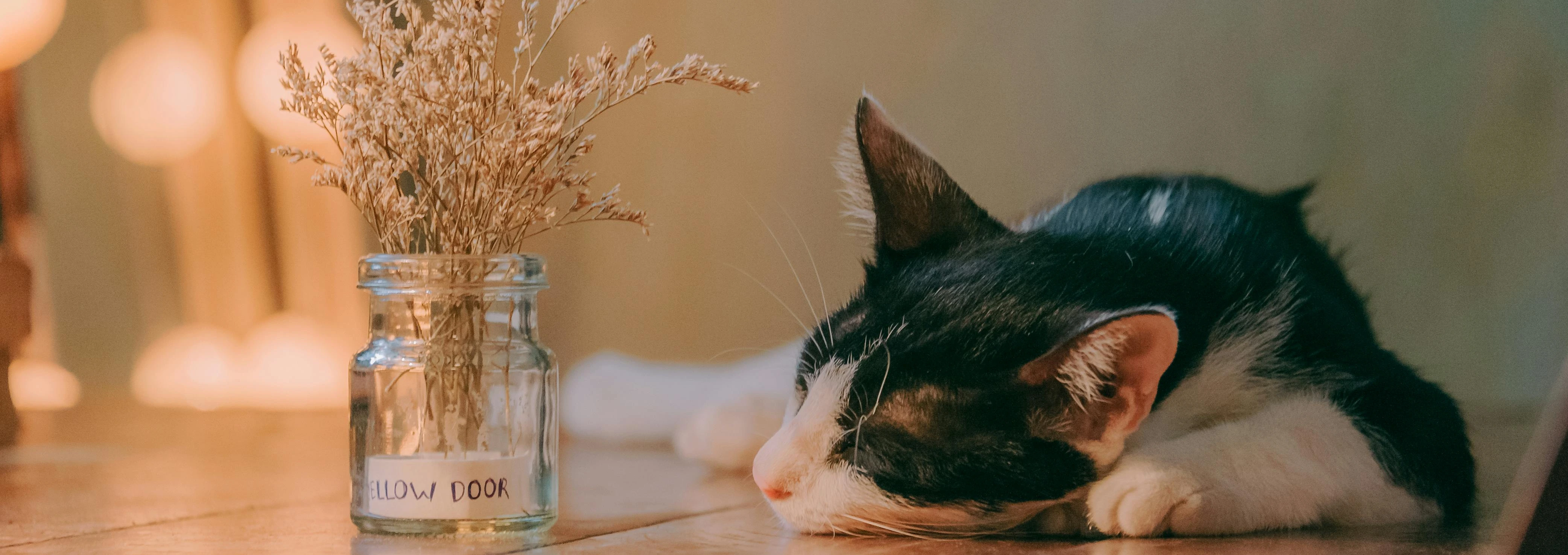 A cat sleeping.