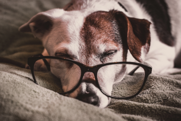 Sleeping dog with oversized glasses.