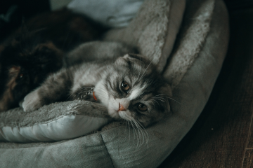 Cat laying in a soft bed looking at the viewer.