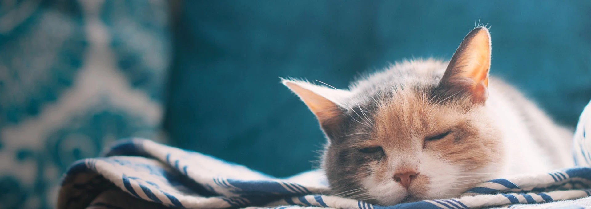 Sleeping cat, who is over this